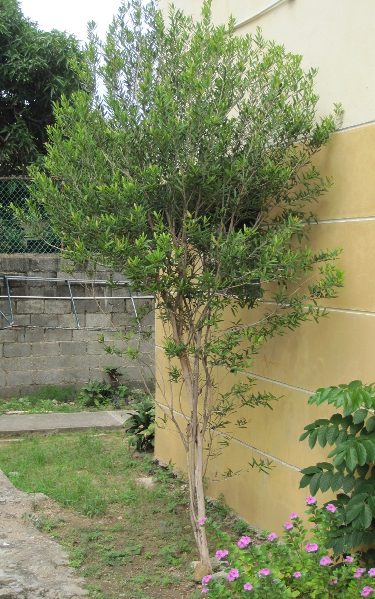 Árbol cultivado de *P. haitiensis* (Foto: B. Peguero, JBN)