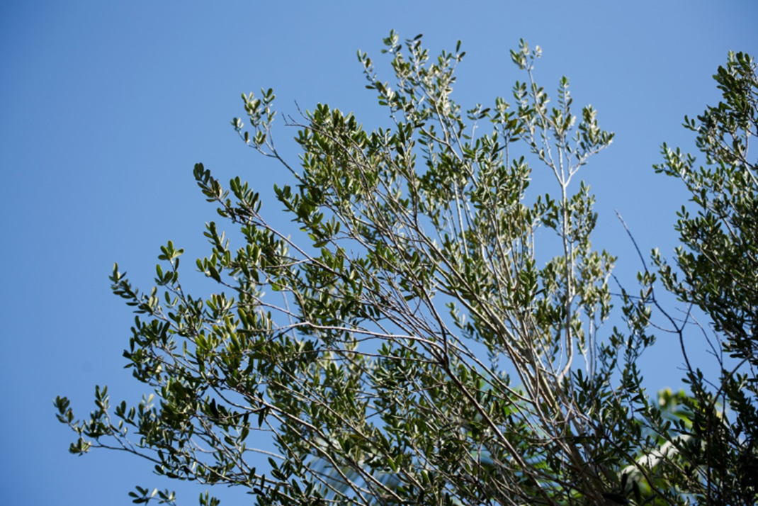 Árbol cultivado de *P. haitiensis* (Foto: B. Peguero, JBN)