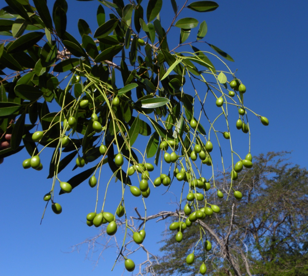 Frutos de *Simarouba berteroana* (Foto: F. Jiménez, JBN)