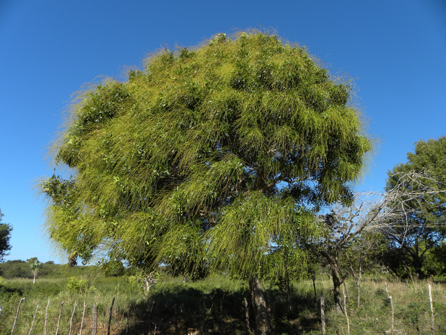 Árbol de *S. berteroana* (Foto: F. Jiménez, JBN)