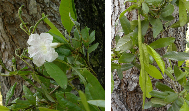 Flor (izq) y fruto (der) de *Tabebuia berteroi* (Foto: F. Jiménez, JBN)