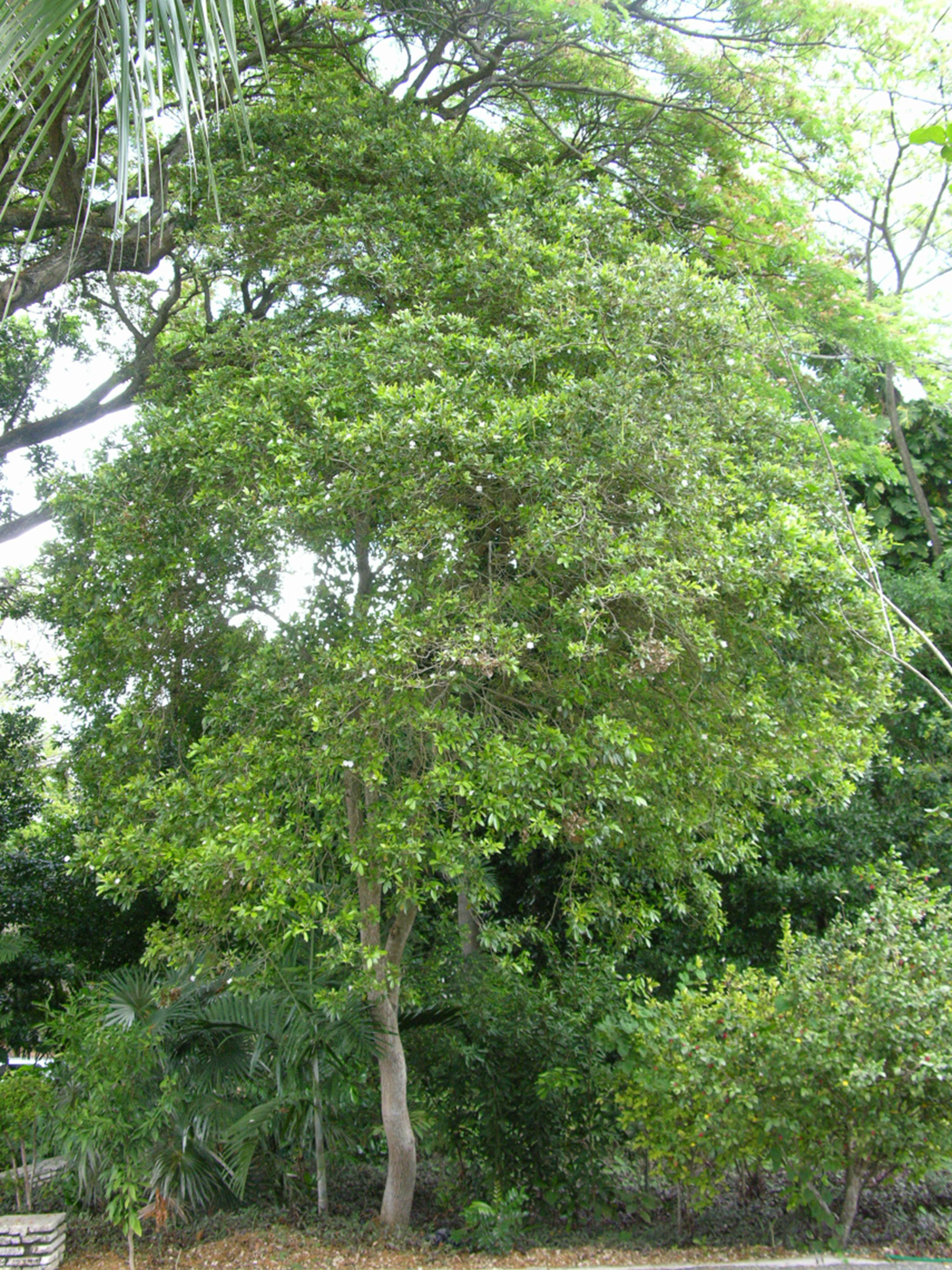 Árbol de *T. berteroi* (Foto: F. Jiménez, JBN)