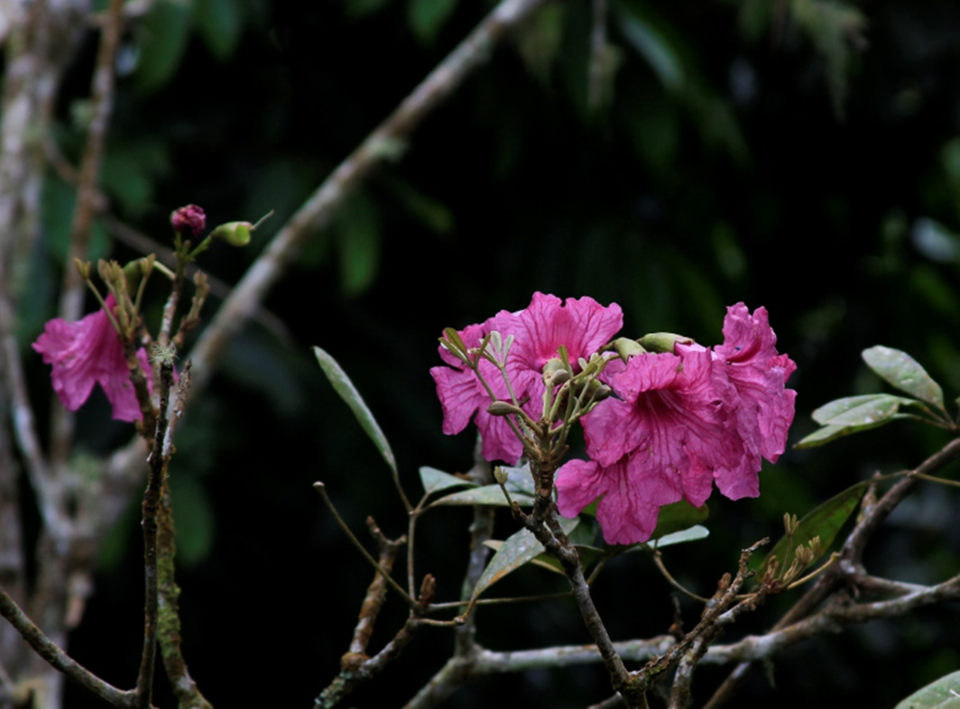 Flor de *Tabebuia domingensis* (Foto: F. Jiménez, JBN)