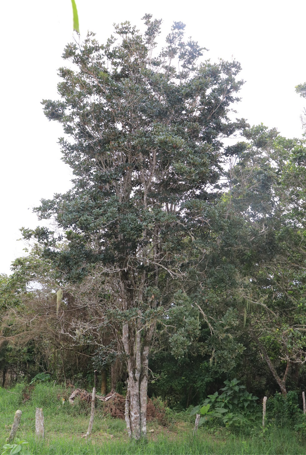 Árbol de *T. domingensis* (Foto: M.C. Novas, JBN)