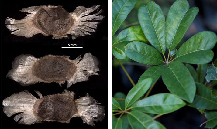 Semillas (izq) y detalle de las hojas (der) de *T. domingensis* (Foto: P. Gómez Barreiro, RBG Kew)