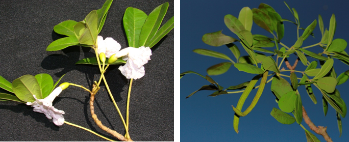 Flores (izq) y frutos (der) de *Tabebuia polyantha* (Foto: F. Jiménez, JBN)