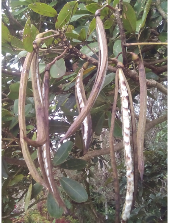 Árbol (izq) y frutos abiertos (der) de *T. polyantha* (Foto: W. Encarnación JBN y B. Peguero, JBN)