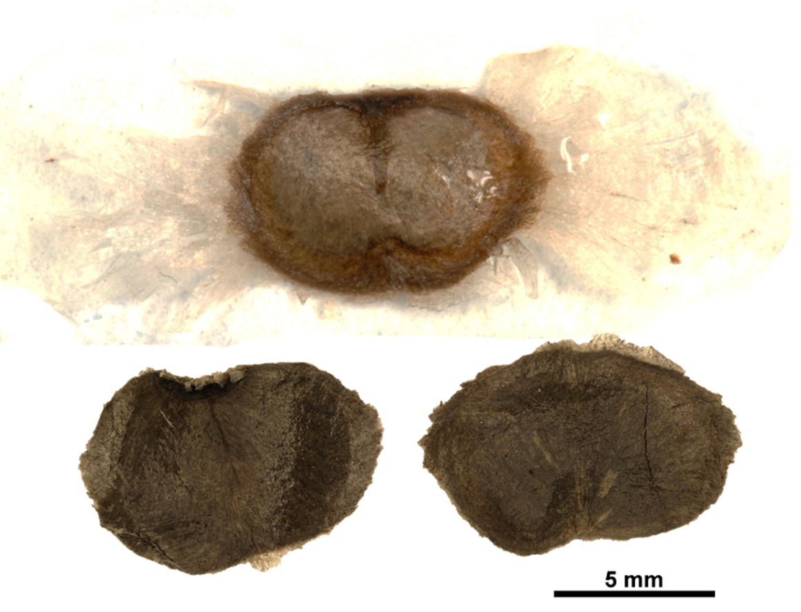 Semillas de *T. polyantha* (Foto: P. Gómez Barreiro, RBG Kew)