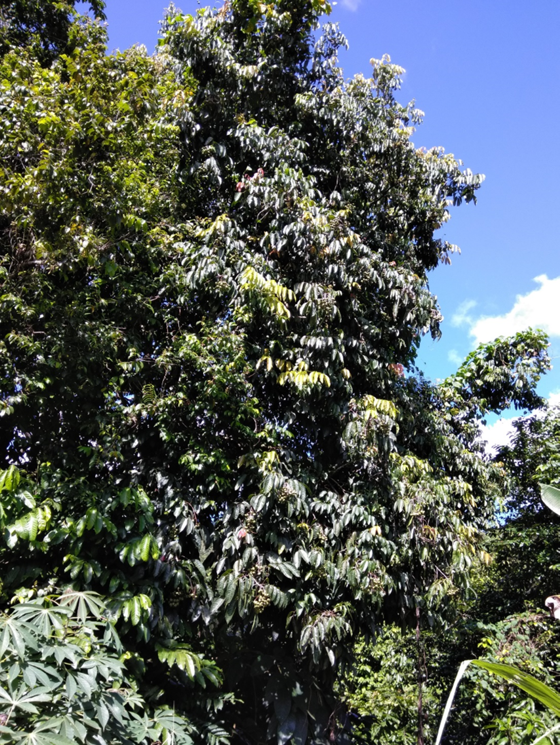 Árbol de *T. balsamifera* (Foto: W. Encarnación, JBN)