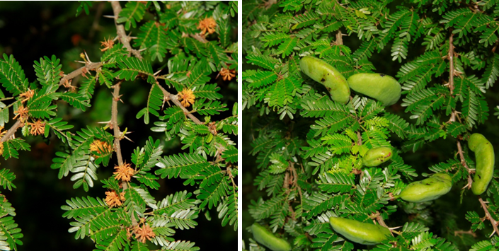 Flores (izq) y frutos (der) de *Vachellia cucuyo* (Foto: F. Jiménez, JBN)