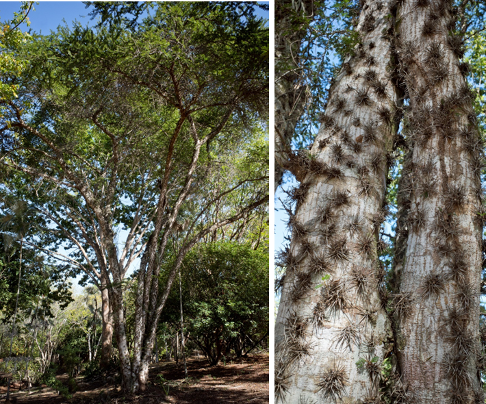 Árbol (izq) y detalle del tronco (der) de *V. cucuyo* (Foto: P. Gómez Barreiro, RBG Kew)