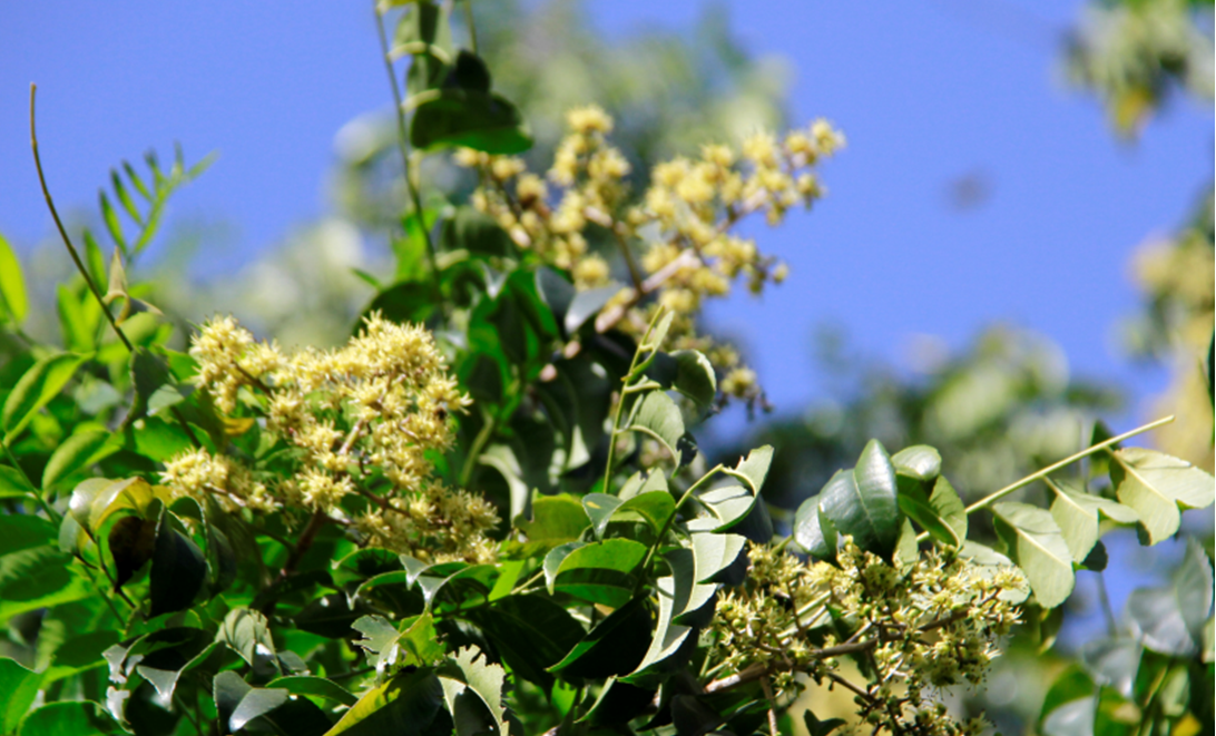 Flores de *Zanthoxylum flavum* (Foto: F. Jiménez, JBN)