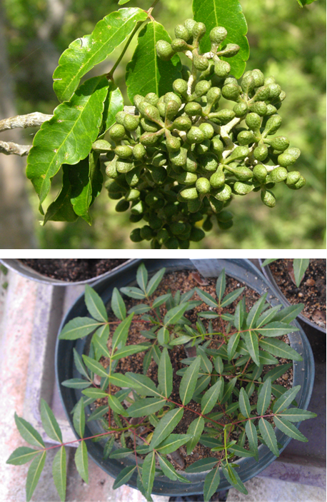 Frutos (arriba) y plántula del vivero (abajo) de *Z. flavum* (Foto: F. Jiménez, y W. Encarnación, JBN)