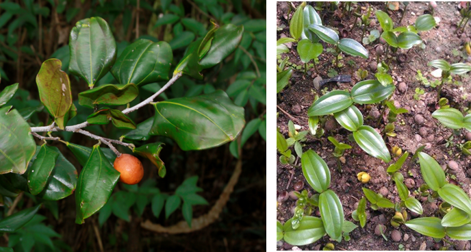 Detalle de rama con frutos (izq) y plántulas del vivero (der) de *Ziziphus rhodoxylon* (Foto: F. Jiménez y W. Encarnación JBN)