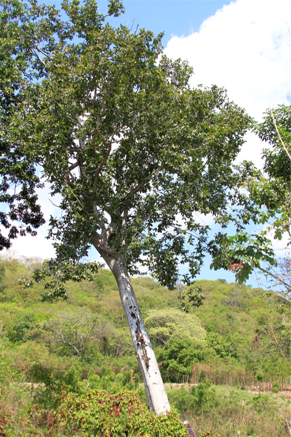 Árbol de *Z. rhodoxylon* (Foto: F. Jiménez, JBN)